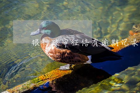 银行政审征信有逾期记录