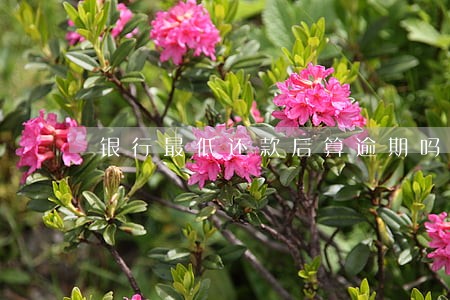 银行最低还款后算逾期吗 银行最低还款后算逾期吗