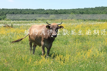 银行月供还款发生逾期还清后 银行月供还款发生逾期还清后