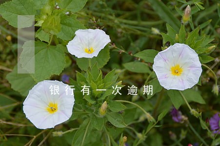 银行有一次逾期 银行有一次逾期