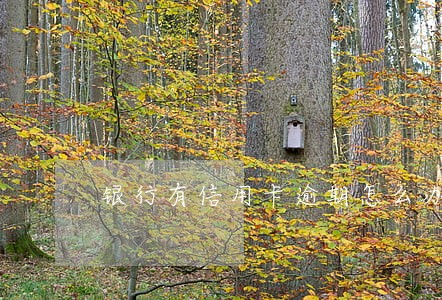 银行有信用卡逾期怎么办 银行有信用卡逾期怎么办