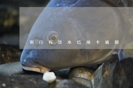 银行有流水信用卡逾期 银行有流水信用卡逾期