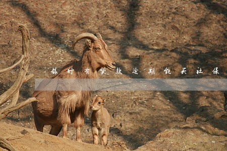 银行有贷款逾期能买社保吗 银行有贷款逾期能买社保吗