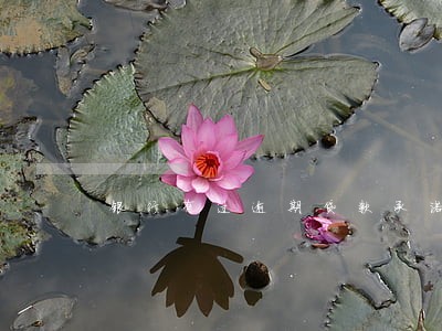 银行有过逾期贷款承诺书范文 银行有过逾期贷款承诺书范文