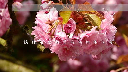 银行有逾期可以做担保人吗 银行有逾期可以做担保人吗