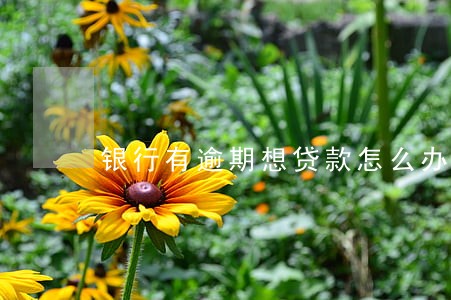 银行有逾期想贷款怎么办 银行有逾期想贷款怎么办