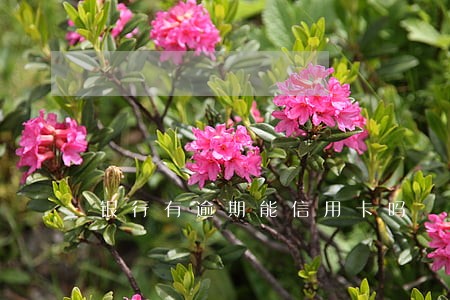 银行有逾期能信用卡吗