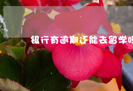 银行有逾期还能去留学吗 银行有逾期还能去留学吗