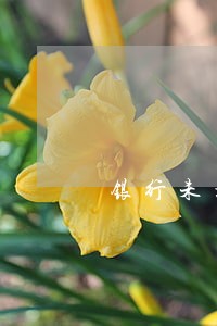 银行未扣款逾期