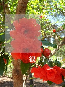 银行来电话说逾期很严重是真的吗