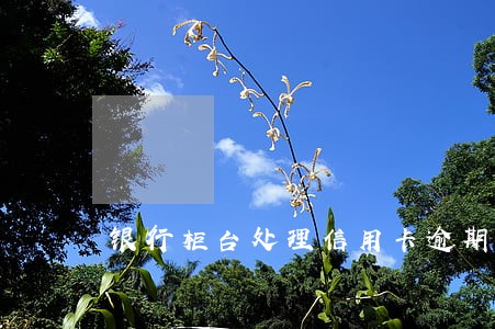 银行柜台处理信用卡逾期业务 银行柜台处理信用卡逾期业务
