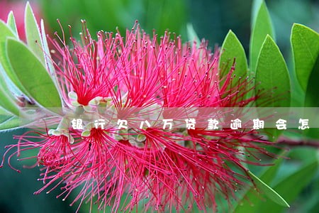 银行欠八万贷款逾期会怎样