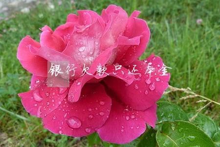 银行欠款只还本金