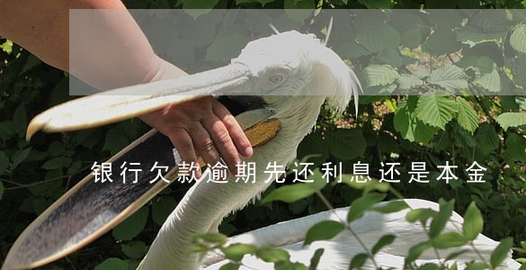 银行欠款逾期先还利息还是本金 银行欠款逾期先还利息还是本金