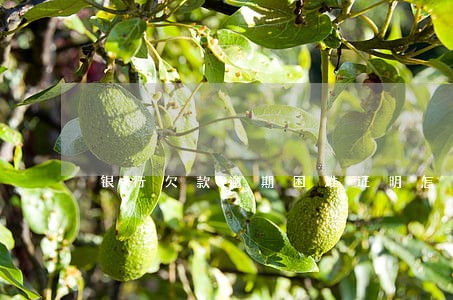 银行欠款逾期困难证明怎么写 银行欠款逾期困难证明怎么写