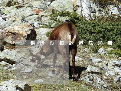 银行没扣款造成逾期 银行没扣款造成逾期