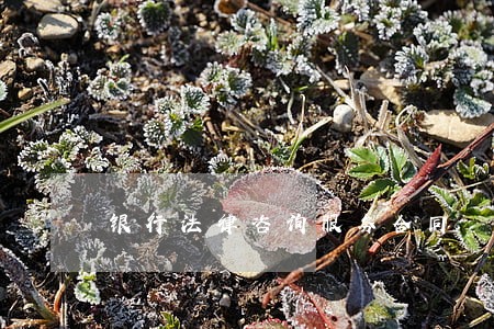 银行法律咨询服务合同
