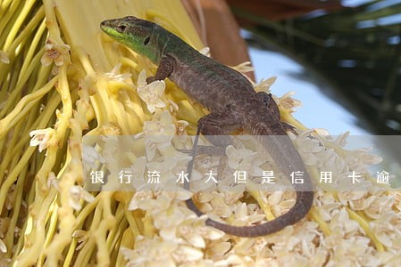 银行流水大但是信用卡逾期