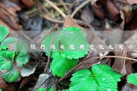 银行清收逾期贷款先进个人 银行清收逾期贷款先进个人