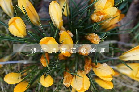 银行清算还款逾期 银行清算还款逾期