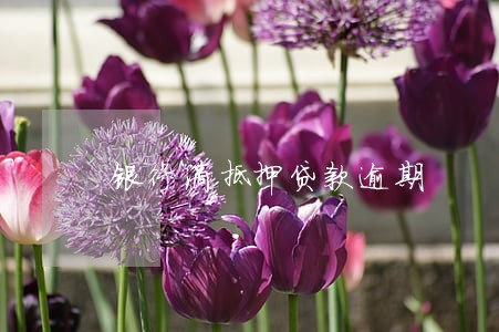 银行滴抵押贷款逾期 银行滴抵押贷款逾期