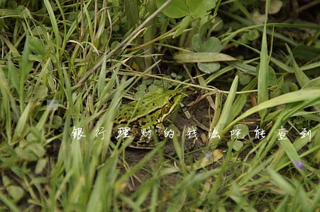 银行理财的钱法院能查到吗
