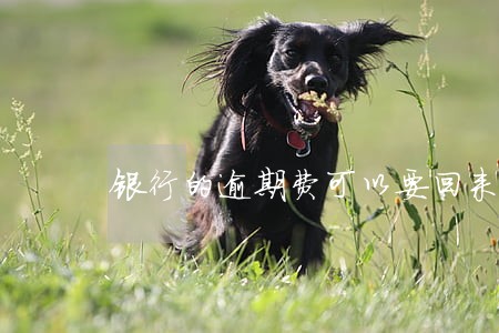 银行的逾期费可以要回来吗
