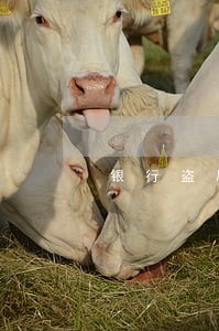银行盗刷出现逾期分期 银行盗刷出现逾期分期