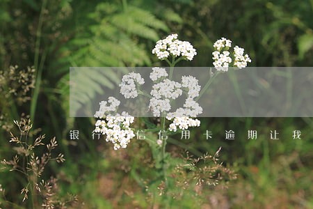 银行短信信用卡逾期让我还款 银行短信信用卡逾期让我还款