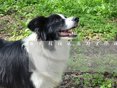 银行短信说逾期实际征信没有显示 银行短信说逾期实际征信没有显示