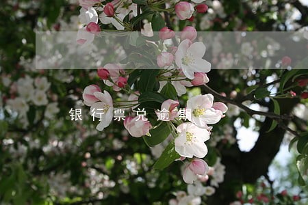 银行票兑逾期 银行票兑逾期