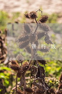 银行线上贷款逾期怎么办 银行线上贷款逾期怎么办