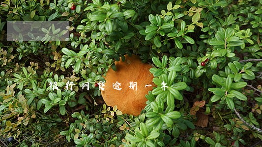 银行网贷逾期一年 银行网贷逾期一年
