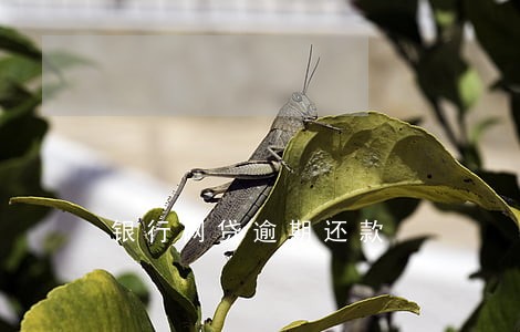 银行网贷逾期还款 银行网贷逾期还款