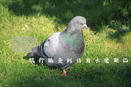 银行能查到信用卡逾期记录 银行能查到信用卡逾期记录