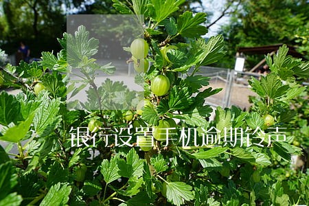 银行设置手机逾期铃声 银行设置手机逾期铃声