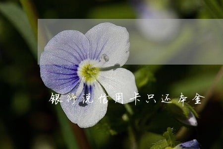 银行说信用卡只还本金 银行说信用卡只还本金