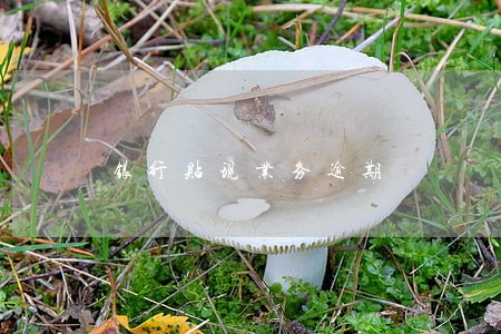 银行贴现业务逾期