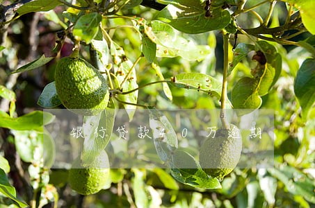 银行贷款40万逾期 银行贷款40万逾期