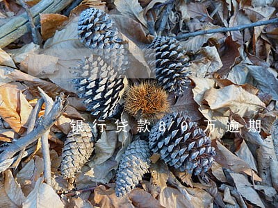 银行贷款80万逾期 银行贷款80万逾期