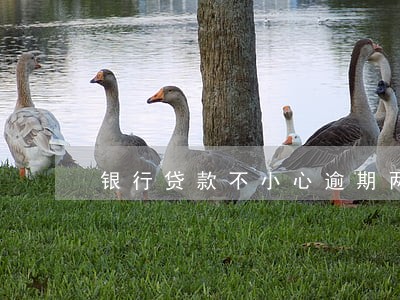 银行贷款不小心逾期两天 银行贷款不小心逾期两天