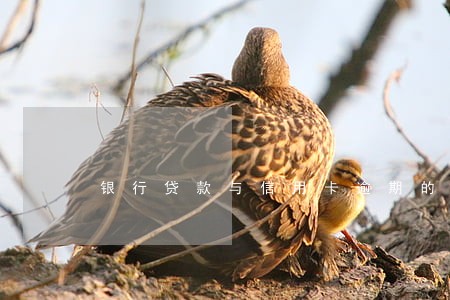银行贷款与信用卡逾期的区别