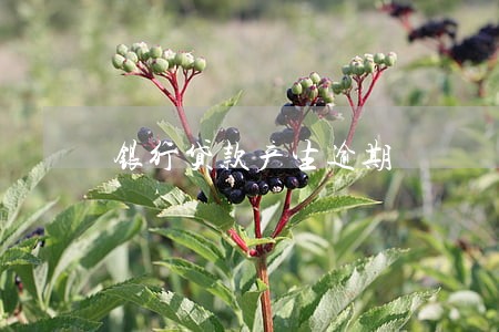 银行贷款产生逾期 银行贷款产生逾期