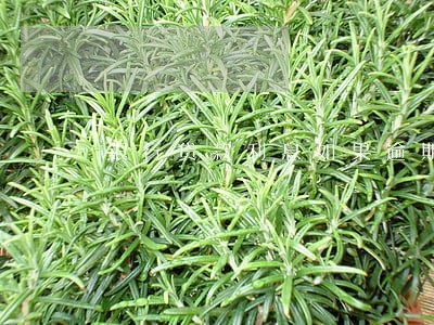 银行贷款利息如果逾期 银行贷款利息如果逾期