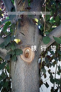 银行贷款利息部分逾期支付 银行贷款利息部分逾期支付