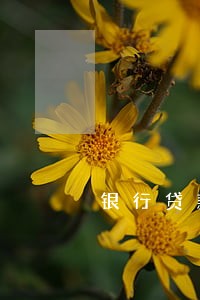 银行贷款利率和逾期付款违约金 银行贷款利率和逾期付款违约金