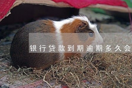 银行贷款到期逾期多久会起诉 银行贷款到期逾期多久会起诉