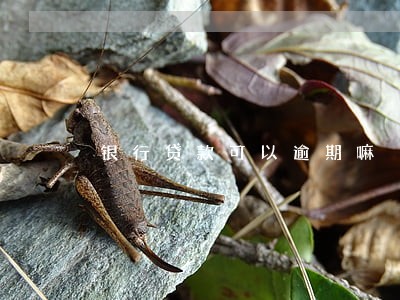 银行贷款可以逾期嘛 银行贷款可以逾期嘛