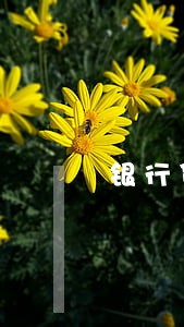 银行贷款和信用卡逾期 银行贷款和信用卡逾期