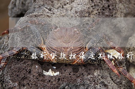 银行贷款担保逾期被银行起诉 银行贷款担保逾期被银行起诉